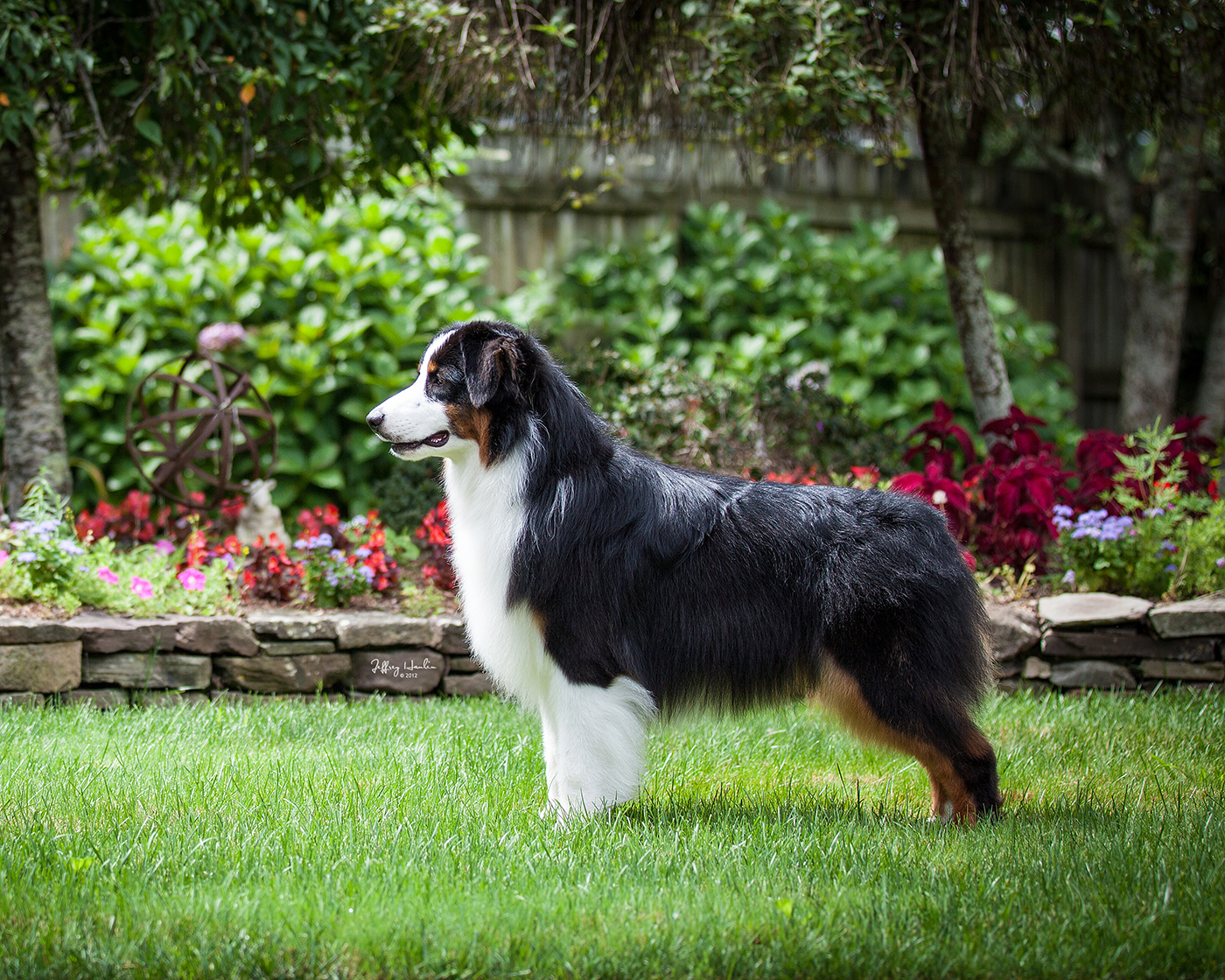 Hightide Kennel • Jackson's Photo Gallery